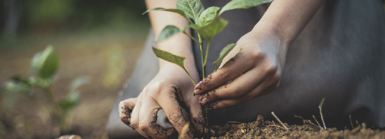 Plantation d'une petite plante