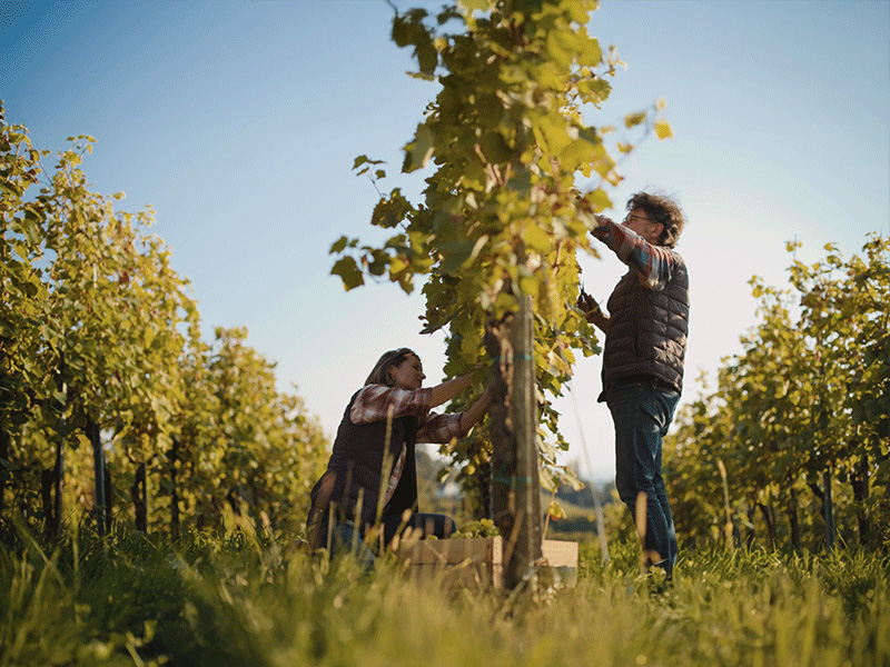 2 exploitants de vignes ramassent leur raisin