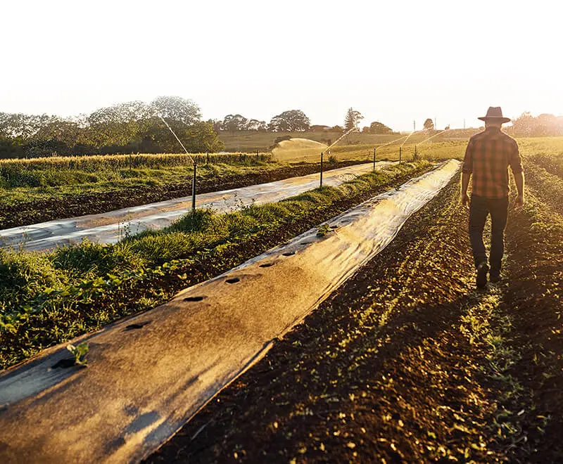 exploitant dans sa culture agricole
